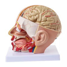 Load image into Gallery viewer, Human Anatomy Head Skull Brain Cerebral Artery Anatomical Model For Teaching material escolar