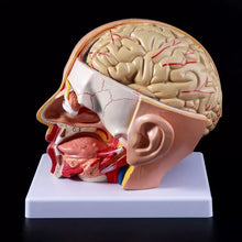 Load image into Gallery viewer, Human Anatomy Head Skull Brain Cerebral Artery Anatomical Model For Teaching material escolar