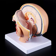Load image into Gallery viewer, Human Anatomy Head Skull Brain Cerebral Artery Anatomical Model For Teaching material escolar