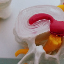 Load image into Gallery viewer, Human Anatomy Skeleton Spine 4-Stages Lumbar Vertebral Model Brain Skull Traumatic Medical Teaching Supplies