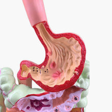 Load image into Gallery viewer, Human Digestive System Model Stomach Anatomy Large Intestine Cecum Rectum Duodenum Human Internal Organs Structure Model