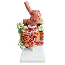 Load image into Gallery viewer, Human Digestive System Model Stomach Anatomy Large Intestine Cecum Rectum Duodenum Human Internal Organs Structure Model