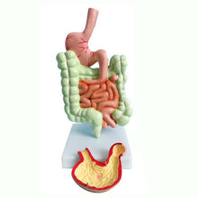 Load image into Gallery viewer, Human Digestive System Model Stomach Anatomy Large Intestine Cecum Rectum Duodenum Human Internal Organs Structure Model