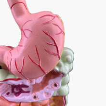 Load image into Gallery viewer, Human Digestive System Model Stomach Anatomy Large Intestine Cecum Rectum Duodenum Human Internal Organs Structure Model