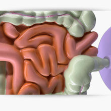 Load image into Gallery viewer, Human Digestive System Model Stomach Anatomy Large Intestine Cecum Rectum Duodenum Human Internal Organs Structure Model