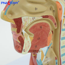 Load image into Gallery viewer, Human Head with Muscle and Nerve Blood Vessel Brain Anatomy Oral Cavity Throat Anatomical Model Skull Face Muscle Life Size