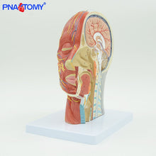 Load image into Gallery viewer, Human Head with Muscle and Nerve Blood Vessel Brain Anatomy Oral Cavity Throat Anatomical Model Skull Face Muscle Life Size