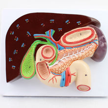 Load image into Gallery viewer, Human Liver Duodenum Spleen Anatomy Model Medical Science Teaching Resources