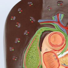 Load image into Gallery viewer, Human Liver Duodenum Spleen Anatomy Model Medical Science Teaching Resources