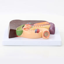 Load image into Gallery viewer, Human Liver Duodenum Spleen Anatomy Model Medical Science Teaching Resources