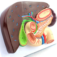 Load image into Gallery viewer, Human Liver Duodenum Spleen Anatomy Model Medical Science Teaching Resources