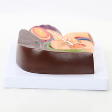 Load image into Gallery viewer, Human Liver Duodenum Spleen Anatomy Model Medical Science Teaching Resources