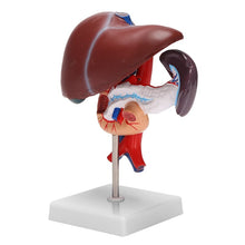 Load image into Gallery viewer, Human Liver Pancreas Duodenum Anatomical Anatomy Model Model Life Size Structure Model of Liverspleen Blood Vessel