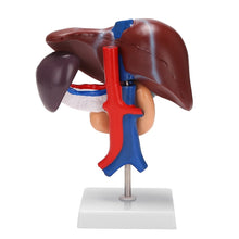 Load image into Gallery viewer, Human Liver Pancreas Duodenum Anatomical Anatomy Model Model Life Size Structure Model of Liverspleen Blood Vessel