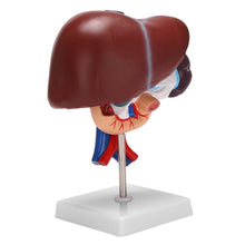 Load image into Gallery viewer, Human Liver Pancreas Duodenum Anatomical Anatomy Model Model Life Size Structure Model of Liverspleen Blood Vessel