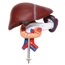 Load image into Gallery viewer, Human Liver Pancreas Duodenum Anatomical Anatomy Model Model Life Size Structure Model of Liverspleen Blood Vessel