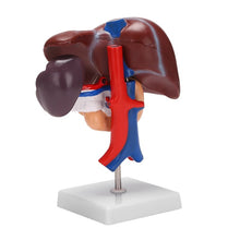 Load image into Gallery viewer, Human Liver Pancreas Duodenum Anatomical Anatomy Model Model Life Size Structure Model of Liverspleen Blood Vessel