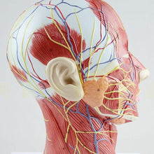 Load image into Gallery viewer, Human Muscle Modle And Nerve Blood Vessel, Head Section Brain, Human Anatomy Model. School Medical Teaching