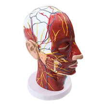 Load image into Gallery viewer, Human Muscle Modle And Nerve Blood Vessel, Head Section Brain, Human Anatomy Model. School Medical Teaching