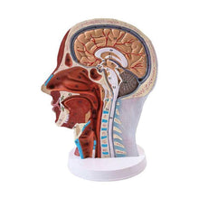 Load image into Gallery viewer, Human Muscle Modle And Nerve Blood Vessel, Head Section Brain, Human Anatomy Model. School Medical Teaching