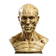 Load image into Gallery viewer, Human Muscle Skeleton Head Model Muscle Head Skull Anatomy Art Sketch Medical Learning supplies