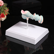 Load image into Gallery viewer, Human Organ Anatomy Model Realistic Bronchus Anatomical Model 4.9'' with Holder