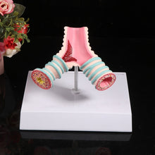 Load image into Gallery viewer, Human Organ Anatomy Model Realistic Bronchus Anatomical Model 4.9'' with Holder