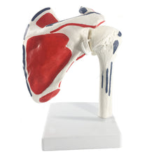 Load image into Gallery viewer, Human Shoulder Joint Anatomy Model Medical Science Teaching Resources Dropshipping
