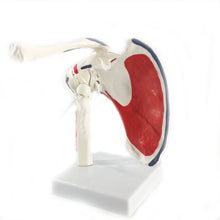 Load image into Gallery viewer, Human Shoulder Joint Anatomy Model Medical Science Teaching Resources Dropshipping