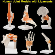 Load image into Gallery viewer, Human Skeleton Joint Anatomy Models Knee Elbow Foot Hand Shoulder Hip Joint with Ligaments Medical Science Teaching Supplies