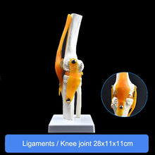 Load image into Gallery viewer, Human Skeleton Joint Anatomy Models Knee Elbow Foot Hand Shoulder Hip Joint with Ligaments Medical Science Teaching Supplies