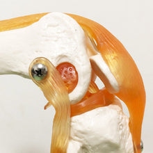Load image into Gallery viewer, Human Skeleton Joint Anatomy Models Knee Elbow Foot Hand Shoulder Hip Joint with Ligaments Medical Science Teaching Supplies