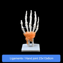 Load image into Gallery viewer, Human Skeleton Joint Anatomy Models Knee Elbow Foot Hand Shoulder Hip Joint with Ligaments Medical Science Teaching Supplies