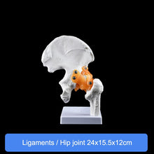 Load image into Gallery viewer, Human Skeleton Joint Anatomy Models Knee Elbow Foot Hand Shoulder Hip Joint with Ligaments Medical Science Teaching Supplies
