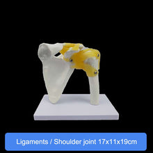 Load image into Gallery viewer, Human Skeleton Joint Anatomy Models Knee Elbow Foot Hand Shoulder Hip Joint with Ligaments Medical Science Teaching Supplies