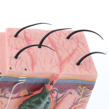Load image into Gallery viewer, Human Skin Enlarged Hair Layer Structure Anatomical Model skull 35times layout face Skin pele anatomia facial anatomy models