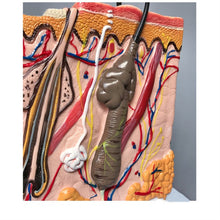 Load image into Gallery viewer, Human Skin Enlarged Hair Layer Structure Anatomical Model skull 35times layout face Skin pele anatomia facial anatomy models