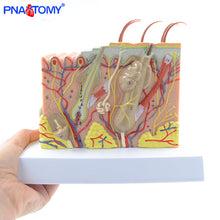 Load image into Gallery viewer, Human Skin Structure model 35 times enlarged plastic Hair Layer Structure Anatomical Model Medical Teaching Tool with Manual
