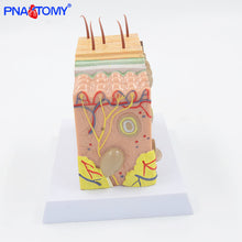 Load image into Gallery viewer, Human Skin Structure model 35 times enlarged plastic Hair Layer Structure Anatomical Model Medical Teaching Tool with Manual
