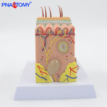 Load image into Gallery viewer, Human Skin Structure model 35 times enlarged plastic Hair Layer Structure Anatomical Model Medical Teaching Tool with Manual