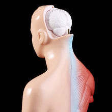 Load image into Gallery viewer, Human Torso Body Model Anatomy Anatomical Medical Internal Organs For Teaching