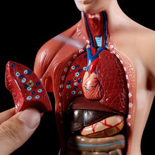 Load image into Gallery viewer, Human Torso Body Model Anatomy Anatomical Medical Internal Organs For Teaching