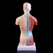 Load image into Gallery viewer, Human Torso Body Model Anatomy Anatomical Medical Internal Organs For Teaching