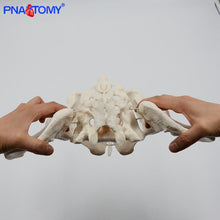 Load image into Gallery viewer, Human anatomy features hip, Sacrum and tailbone Scientific female pelvis model, Movable,Elastic cord link, Life size pelvis,