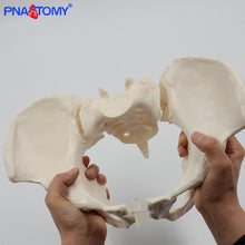 Load image into Gallery viewer, Human anatomy features hip, Sacrum and tailbone Scientific female pelvis model, Movable,Elastic cord link, Life size pelvis,