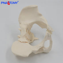Load image into Gallery viewer, Human anatomy features hip, Sacrum and tailbone Scientific female pelvis model, Movable,Elastic cord link, Life size pelvis,