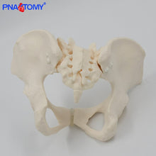 Load image into Gallery viewer, Human anatomy features hip, Sacrum and tailbone Scientific female pelvis model, Movable,Elastic cord link, Life size pelvis,