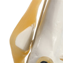Load image into Gallery viewer, Human anatomy skeleton Life Size Knee Joint Anatomical Model Heart skull brain skull mod el in trauma nursing manikin train