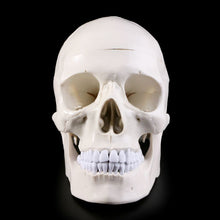 Load image into Gallery viewer, Human Anatomical Anatomy Head Skeleton Skull Teaching Model School Supplies Study Tool