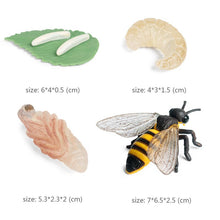 Load image into Gallery viewer, Kids Cognitive Educational Toys Simulation Animal Insect Model Mini Animal Butterfly Growth Cycle Ornaments